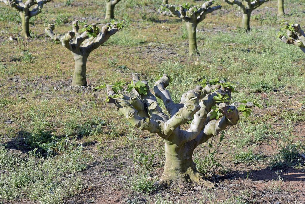 富硒水果小苗(水果小苗富硒怎么样)-硒宝网