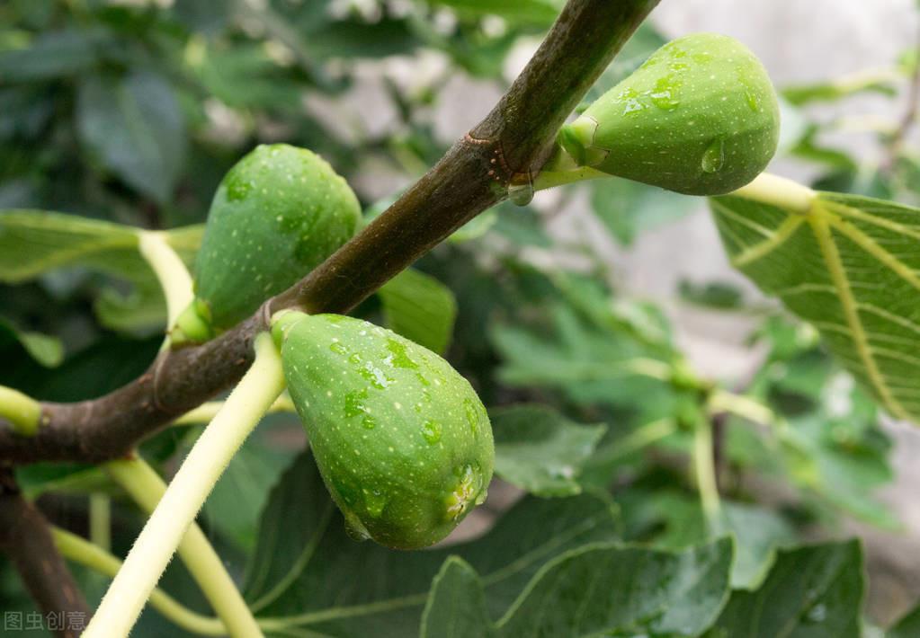 富硒水果小苗(水果小苗富硒怎么样)-硒宝网