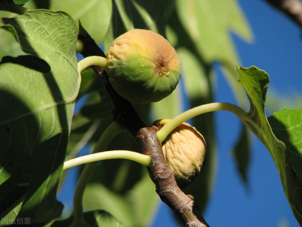富硒水果小苗(水果小苗富硒怎么样)-硒宝网