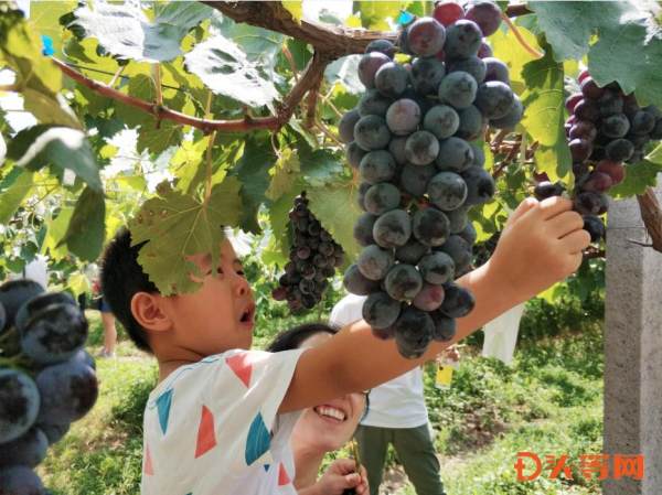 张店富硒水果（张店富硒葡萄多少钱）-硒宝网