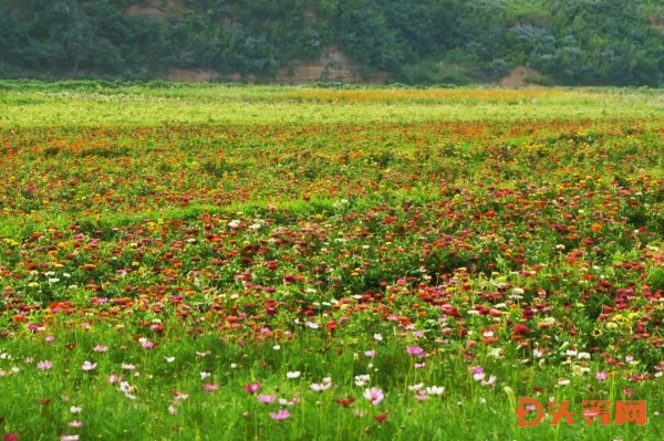 张店富硒水果（张店富硒葡萄多少钱）-硒宝网