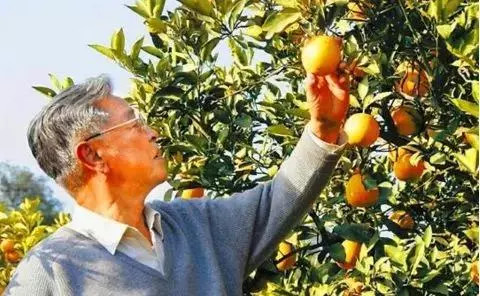 红河富硒水果（富硒水果是什么意思）-硒宝网