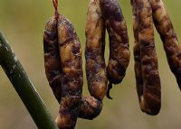 梧州富硒水果（广西富硒）-硒宝网