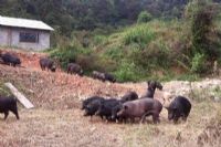 梧州富硒水果（广西富硒）-硒宝网