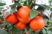 梧州富硒水果（广西富硒）-硒宝网