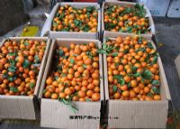 梧州富硒水果（广西富硒）-硒宝网