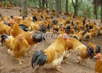 梧州富硒水果（广西富硒）-硒宝网