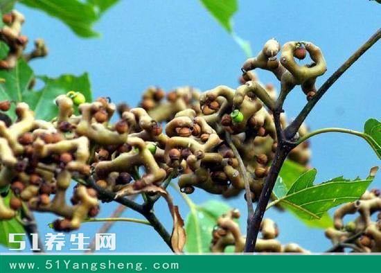 富硒天然水果(富硒水果的好处)-硒宝网