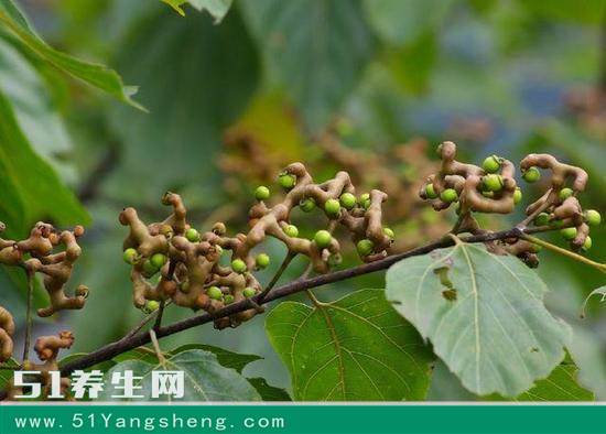富硒天然水果(富硒水果的好处)-硒宝网