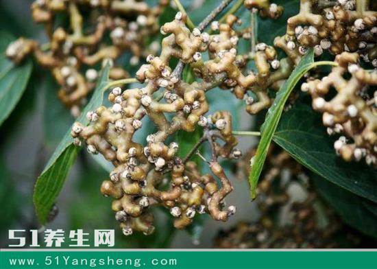 富硒天然水果(富硒水果的好处)-硒宝网