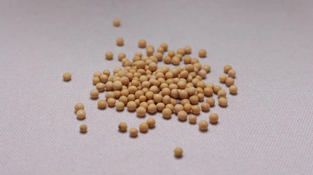 能补钙的食物有哪些(食物补钙有哪些食物)-硒宝网