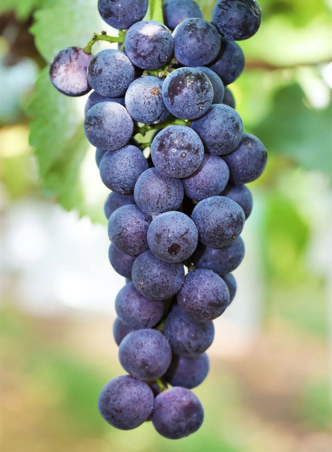 菏泽富硒水果（山东富硒带）-硒宝网