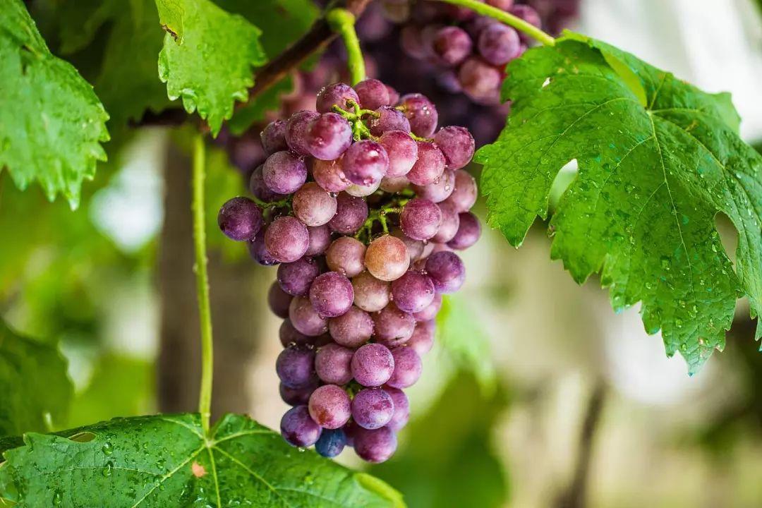 菏泽富硒水果（山东富硒带）-硒宝网