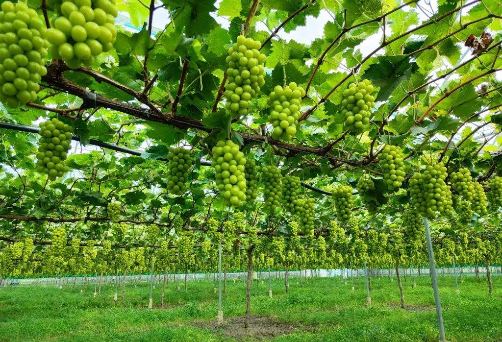 菏泽富硒水果（山东富硒带）-硒宝网