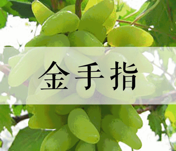 菏泽富硒水果（山东富硒带）-硒宝网