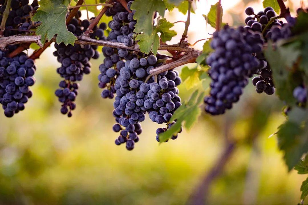 菏泽富硒水果（山东富硒带）-硒宝网