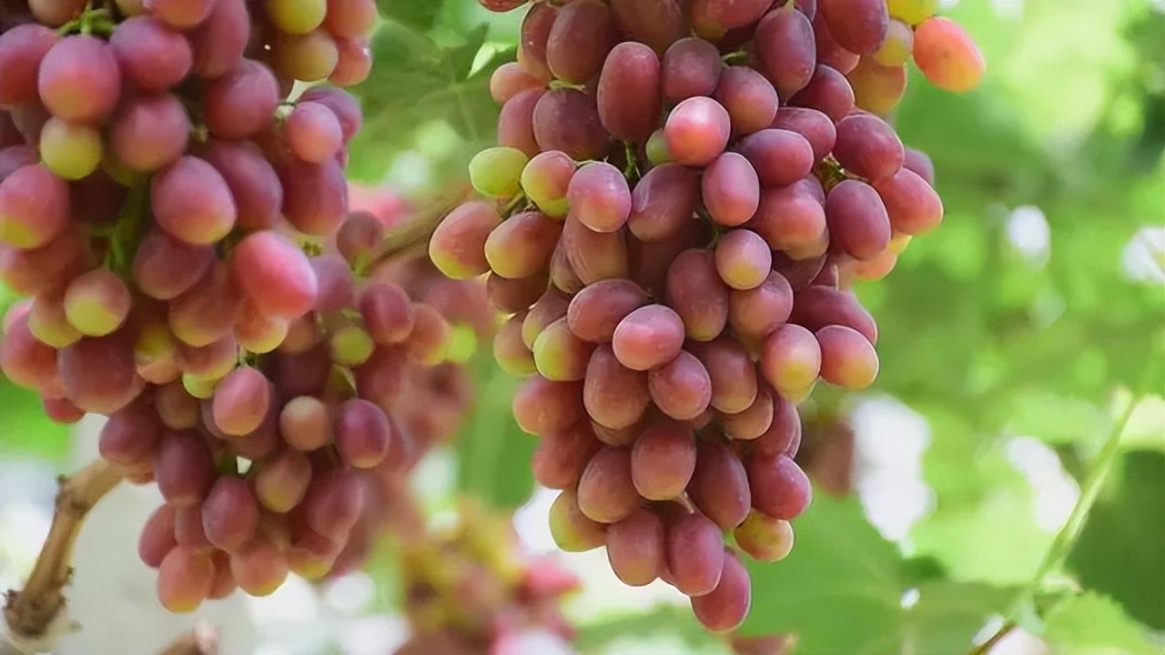 菏泽富硒水果（山东富硒带）-硒宝网