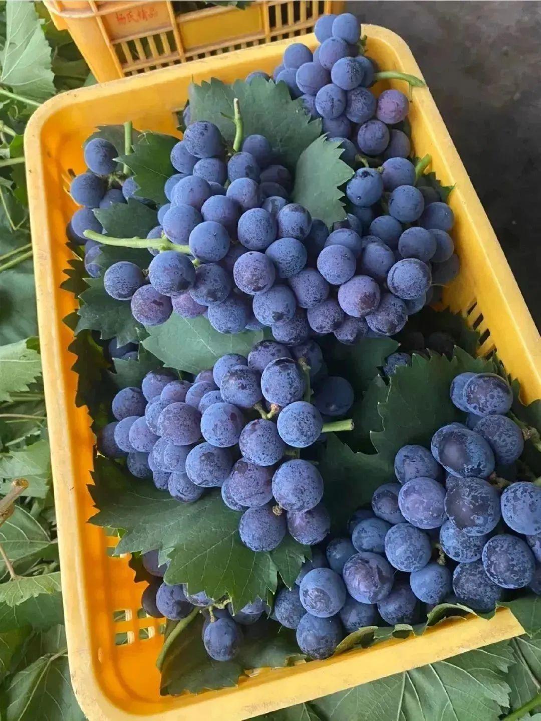 菏泽富硒水果（山东富硒带）-硒宝网