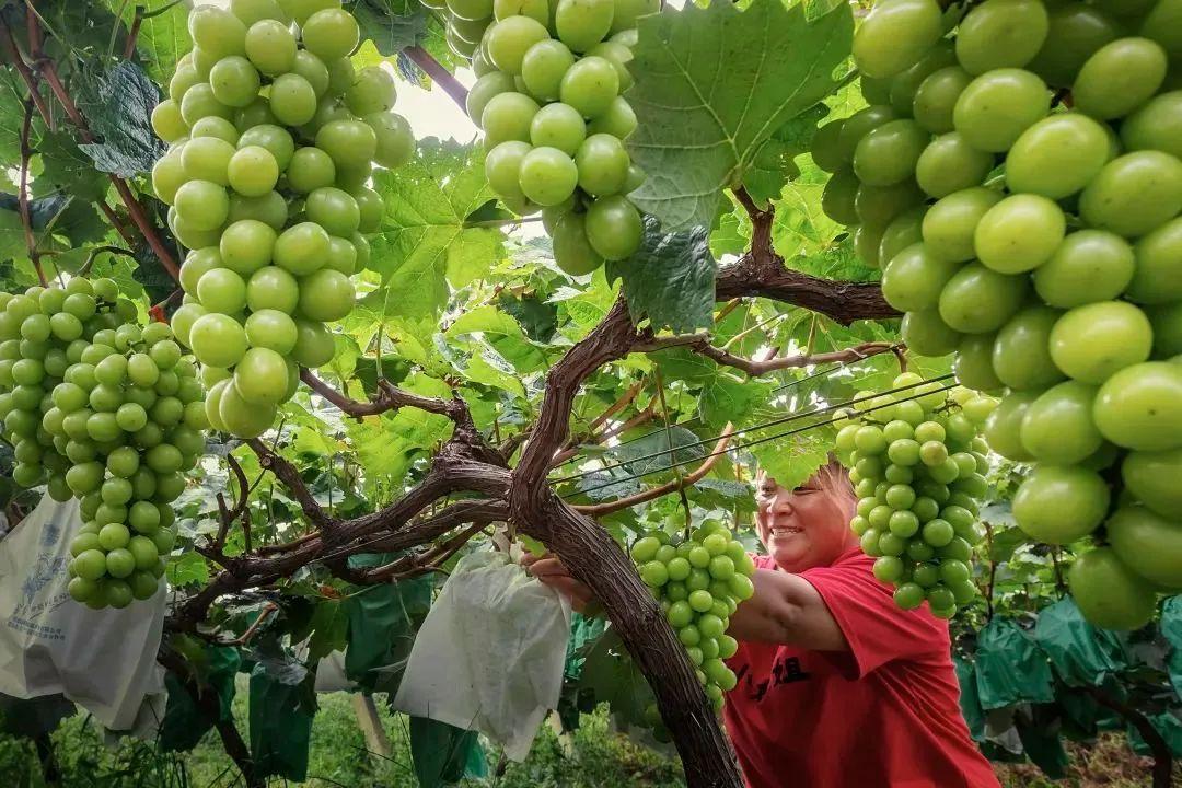 菏泽富硒水果（山东富硒带）-硒宝网