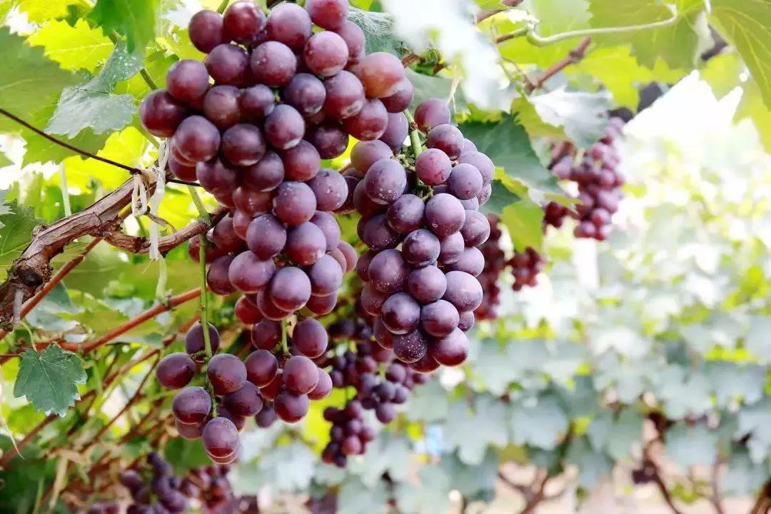 菏泽富硒水果（山东富硒带）-硒宝网