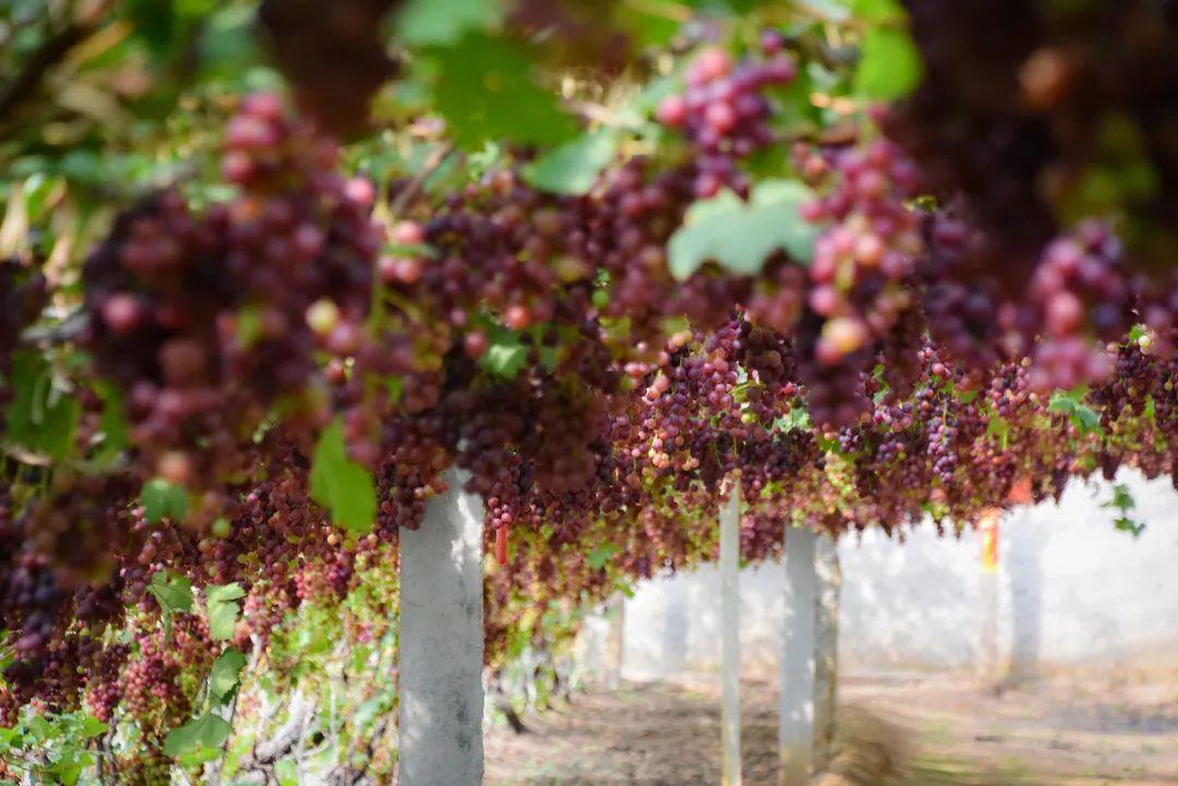 菏泽富硒水果（山东富硒带）-硒宝网