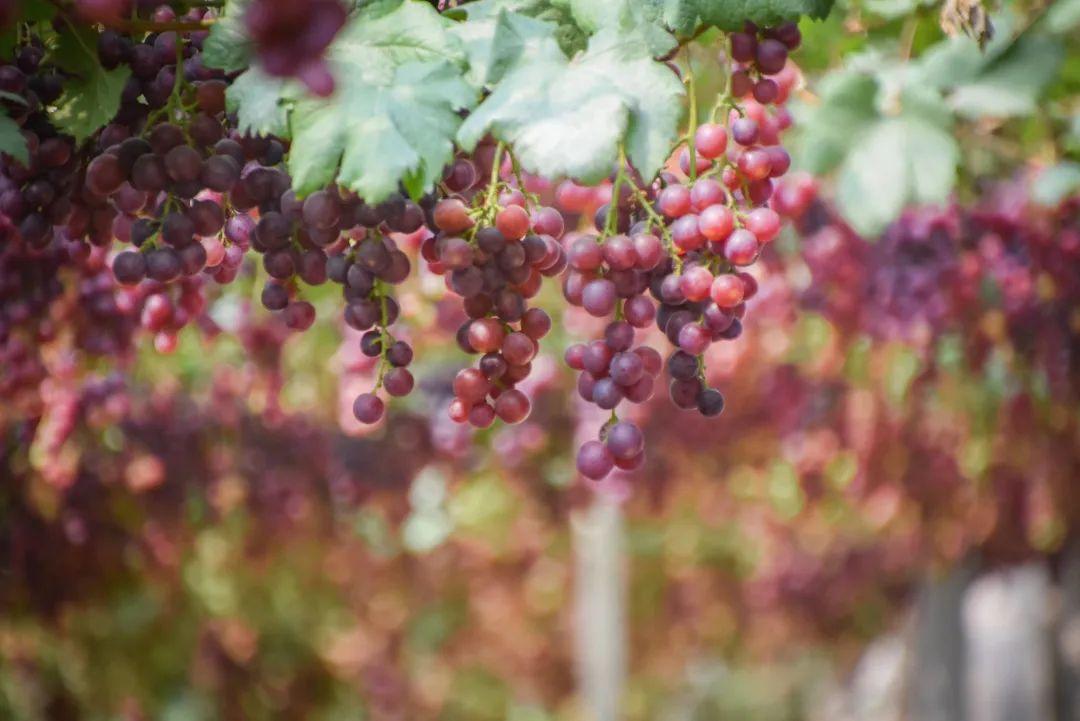 菏泽富硒水果（山东富硒带）-硒宝网