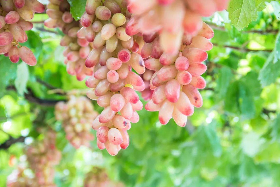 菏泽富硒水果（山东富硒带）-硒宝网