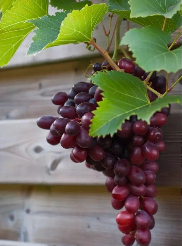 菏泽富硒水果（山东富硒带）-硒宝网