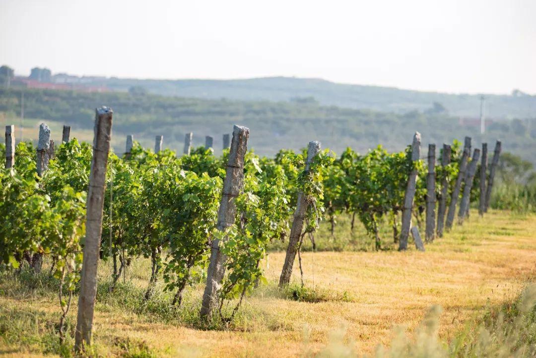 菏泽富硒水果（山东富硒带）-硒宝网