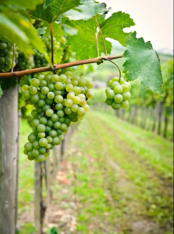 菏泽富硒水果（山东富硒带）-硒宝网