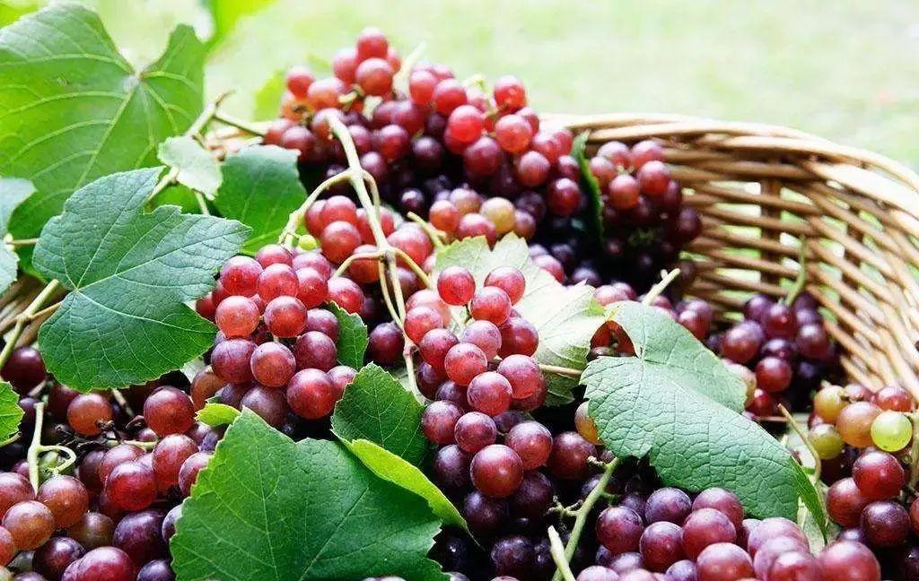 菏泽富硒水果（山东富硒带）-硒宝网