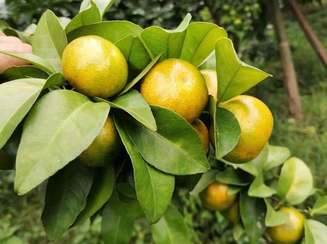 富硒水果含量（含量水果富硒的食物）-硒宝网