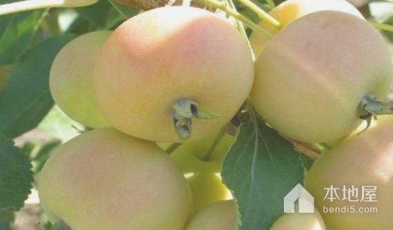 富硒水果含量（含量水果富硒的食物）-硒宝网