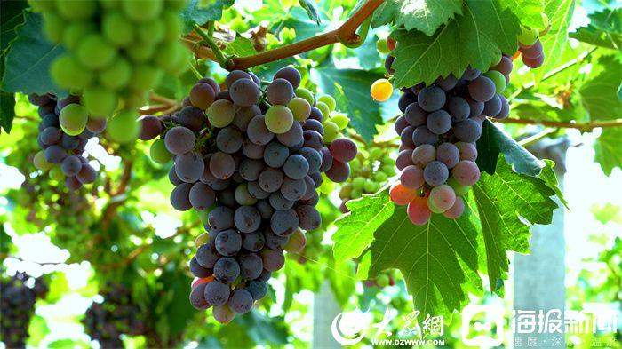 潍坊富硒水果(潍坊富硒粮仓)-硒宝网