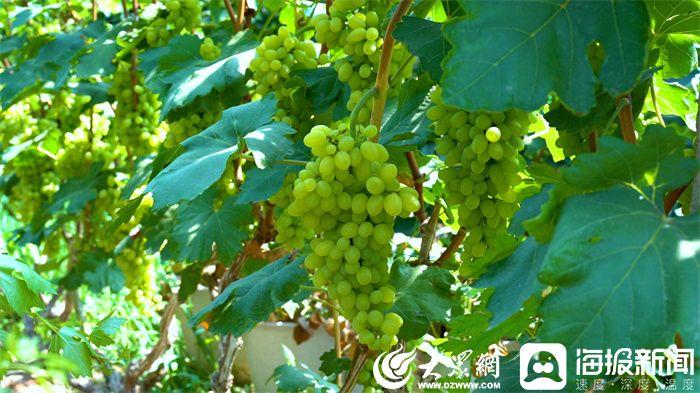 潍坊富硒水果(潍坊富硒粮仓)-硒宝网