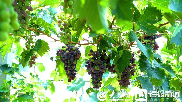 潍坊富硒水果(潍坊富硒粮仓)-硒宝网