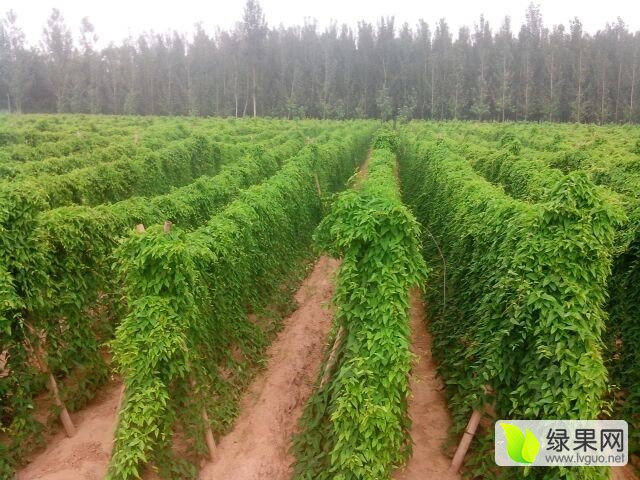 富硒水果鲜米（鲜明富硒大米）-硒宝网