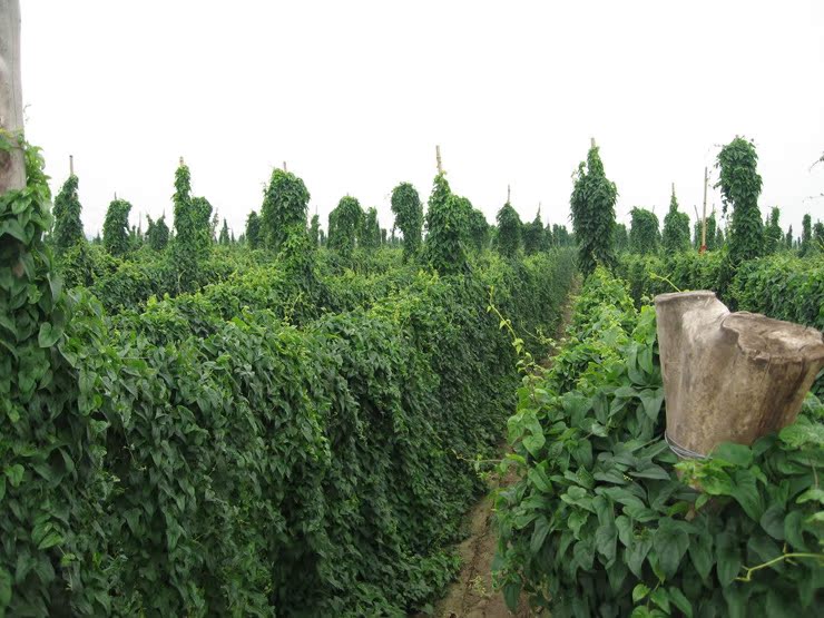 富硒水果鲜米（鲜明富硒大米）-硒宝网