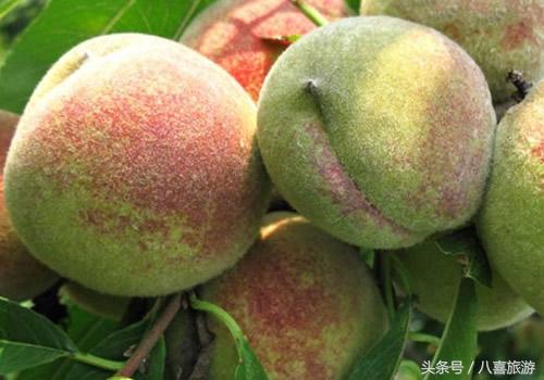 潍坊富硒水果(潍坊水果富硒产区)-硒宝网