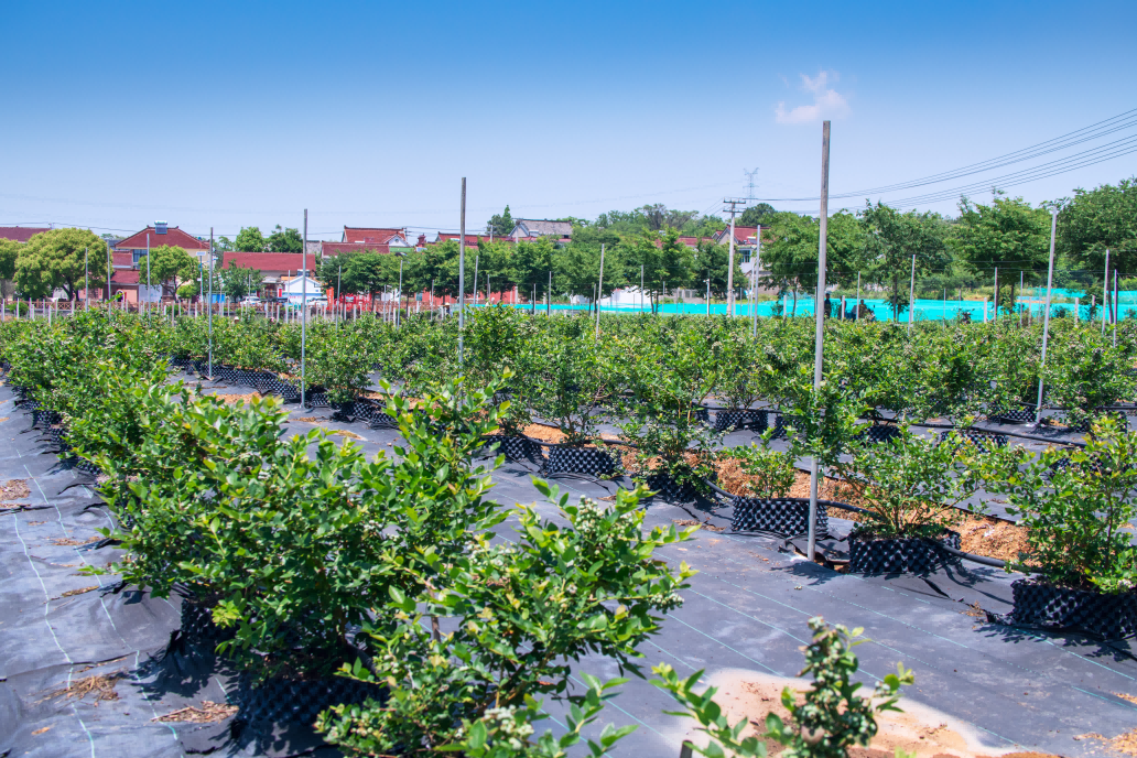 富硒水果组图(富硒蔬菜水果)-硒宝网