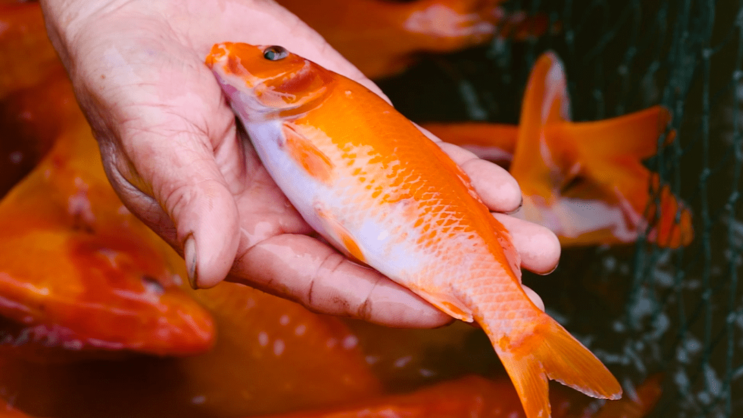 富硒水果店铺(水果富硒标准)-硒宝网