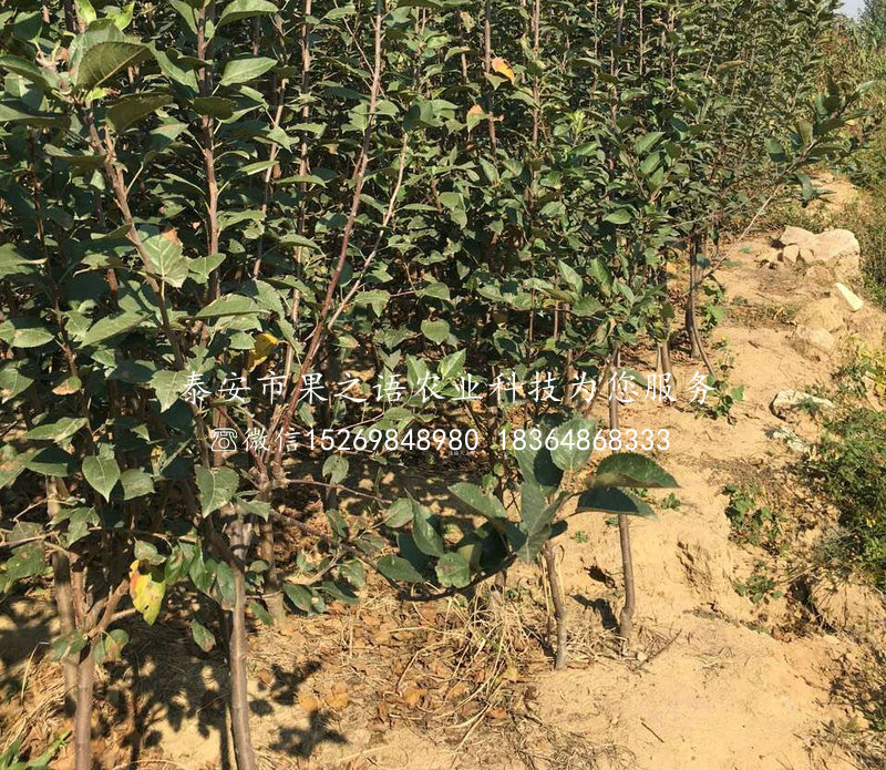 富硒水果苗木(水果富硒标准)-硒宝网