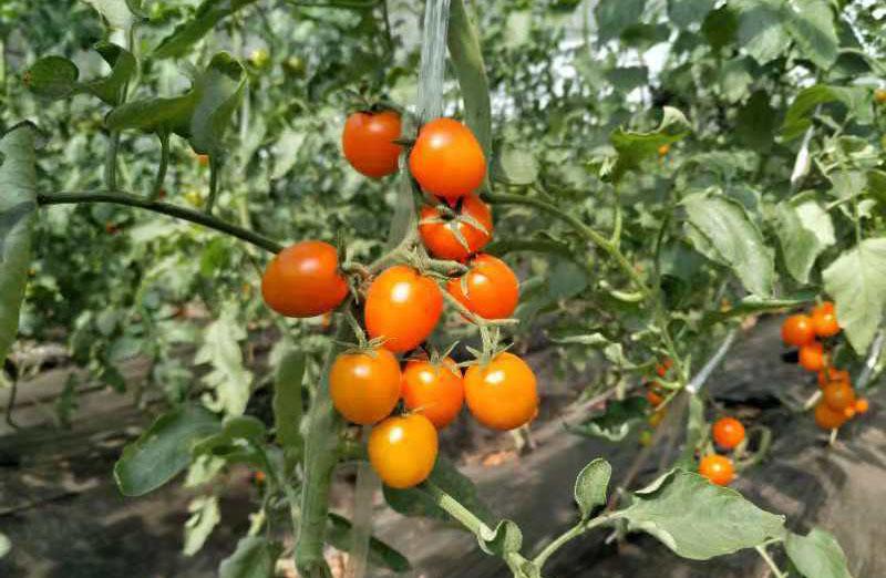 富硒水果西芹(富硒水果的好处)-硒宝网