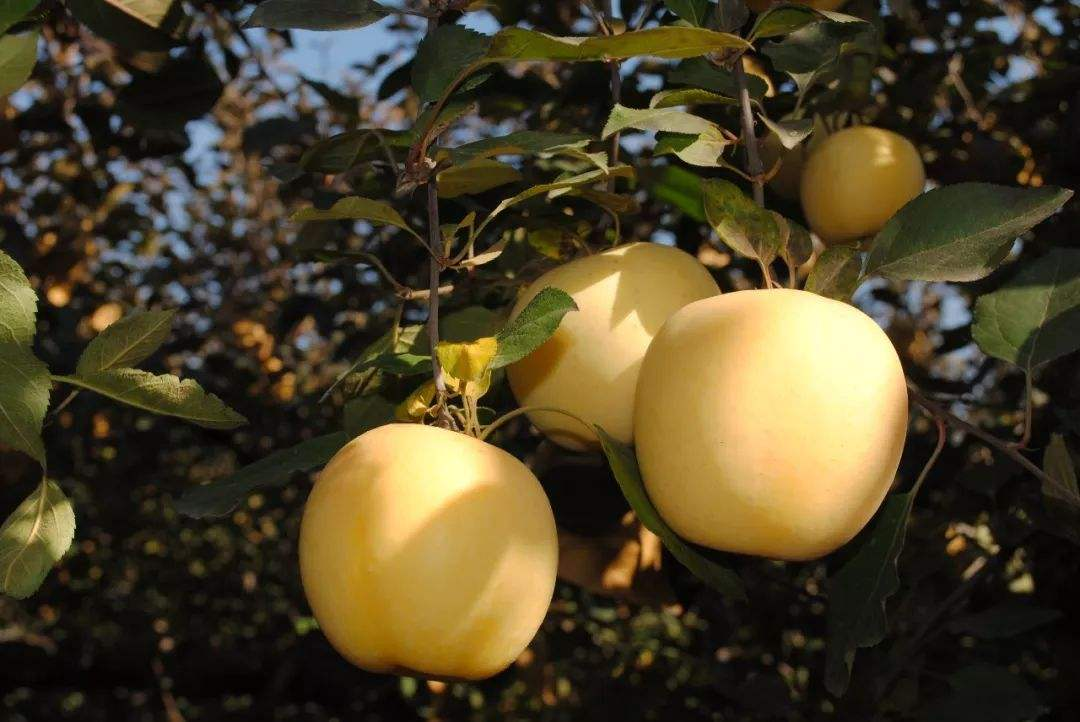 富硒水果名字(水果名字富硒有哪些)-硒宝网