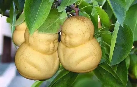 富硒水果名字(水果名字富硒有哪些)-硒宝网