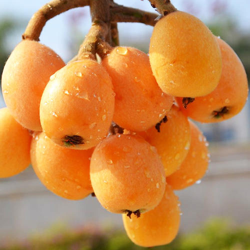 富硒水果名字(水果名字富硒有哪些)-硒宝网