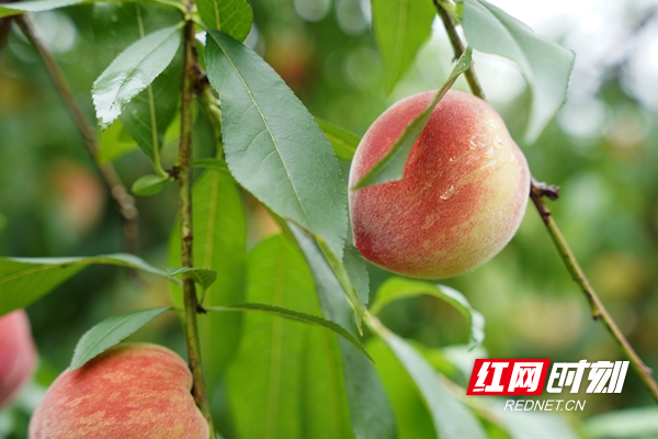 富硒水果组图(富硒水果的好处)-硒宝网