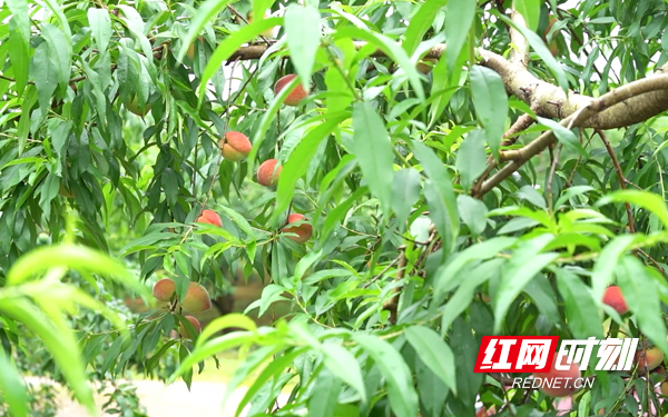 富硒水果组图(富硒水果的好处)-硒宝网