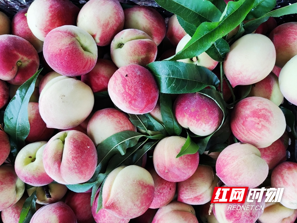 富硒水果组图(富硒水果的好处)-硒宝网