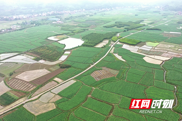 富硒水果组图(富硒水果的好处)-硒宝网